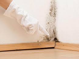 Best Mold Prevention Services  in Willmar, MN